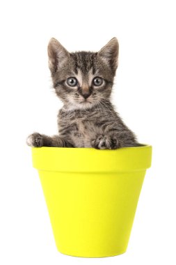 Cute 5 weeks old tabby baby cat in a yellow flower pot clipart
