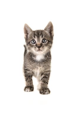Beyaz bir arka plan üzerinde sevimli tekir bebek kedi yavru kedi tr ararken yürüyüş izole
