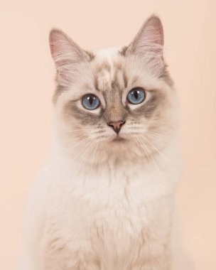 Ragdoll kedi portre krem zemin üzerine mavi gözlü kamera karşı karşıya