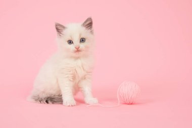 Pembe yün pembe bir arka plan üzerine bir top ile oturma sevimli bebeğim longhair ragdoll kedi