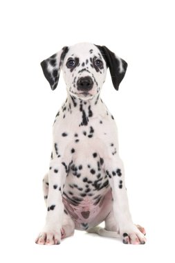 Beyaz bir arka plan üzerinde izole kamera karşı karşıya Dalmaçyalı yavru köpek oturma sevimli siyah ve beyaz