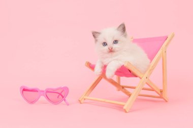 Pembe plaj sandalyesini pembe bir arka plan üzerinde pembe gözlüklü şirin ragdoll bebek kedi