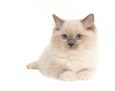 Aşağı uzanmış, beyaz bir arka plan üzerinde izole mavi gözlü güzel ragdoll bebek kedi yavru kedi
