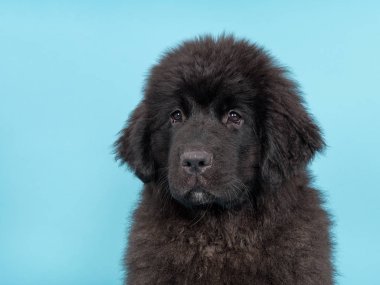 Dalmaçyalı yavru köpek portre pembe ve turuncu