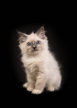 Dalmaçyalı yavru köpek portre pembe ve turuncu