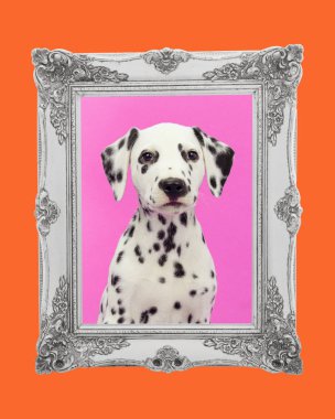 Dalmaçyalı yavru köpek portre pembe ve turuncu