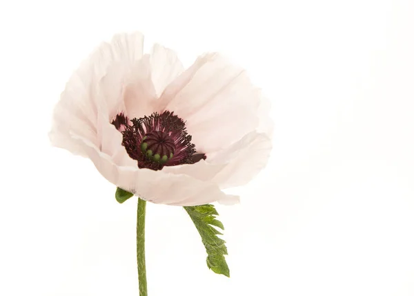 Flor de papoula branca florescendo isolado em um fundo branco — Fotografia de Stock