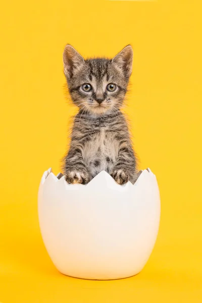 Lindo gatito bebé tabby gato en una cáscara de huevo blanco sobre un fondo amarillo — Foto de Stock