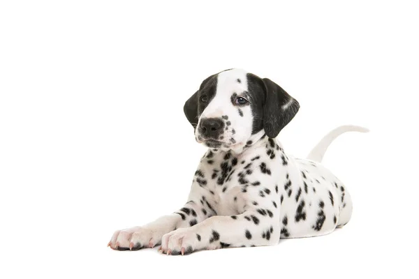 Lindo cachorro dálmata acostado frente a la cámara aislado sobre un fondo blanco — Foto de Stock