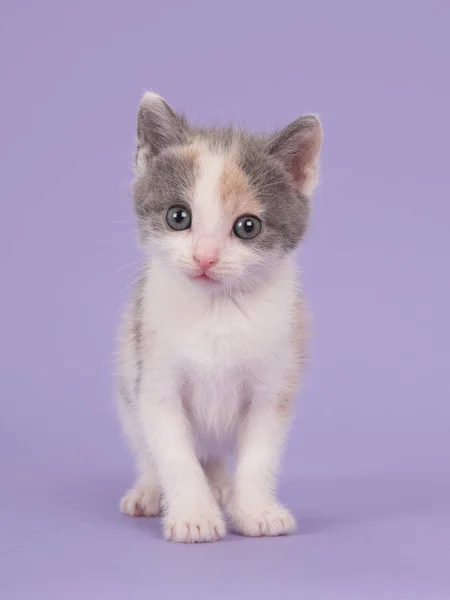 Lavender baby cat — Stock Photo, Image