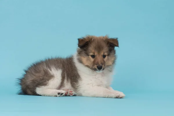 Leuk en pluizig shetland sheepdog puppy liggend op een blauwe achtergrond — Stockfoto