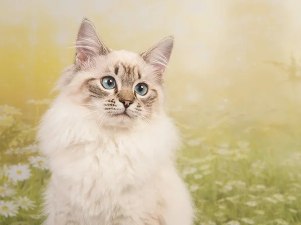 Ganska rag doll katt porträtt med blå ögon på en blomma våren bakgrund — Stockfoto