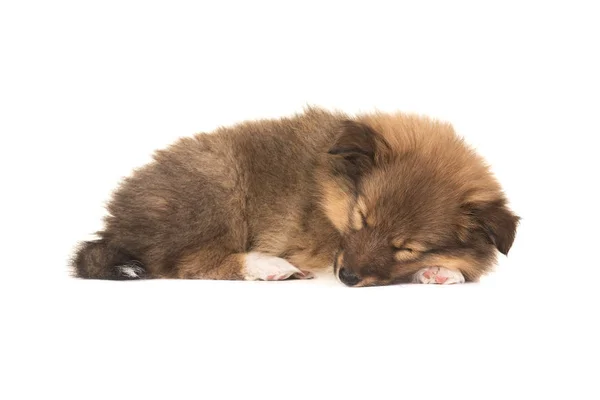 Slapende sheltie shetland sheepdog puppy hondje met gesloten ogen geïsoleerd op een witte achtergrond, gezien vanaf de kant — Stockfoto