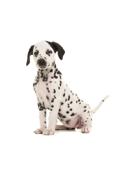 Roztomilé černé a bílé dalmatské štěně sedí hrdě čelí fotoaparát, izolované na bílém pozadí — Stock fotografie