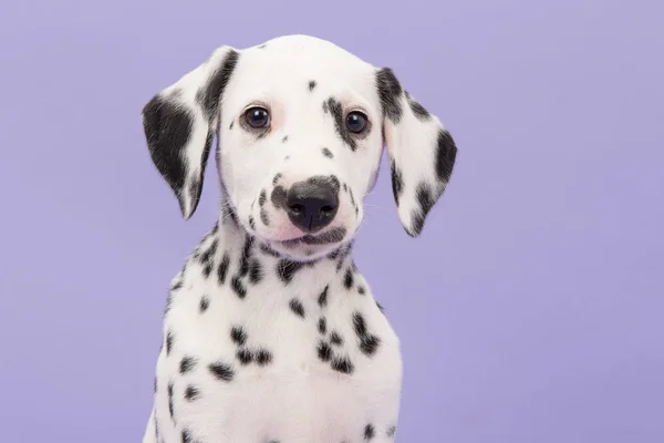 カメラに直面して茶色と白のダルメシアン犬の肖像画 — ストック