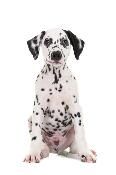 Lindo negro y blanco sentado dalmacia cachorro perro frente a la cámara aislado en un fondo blanco — Foto de Stock