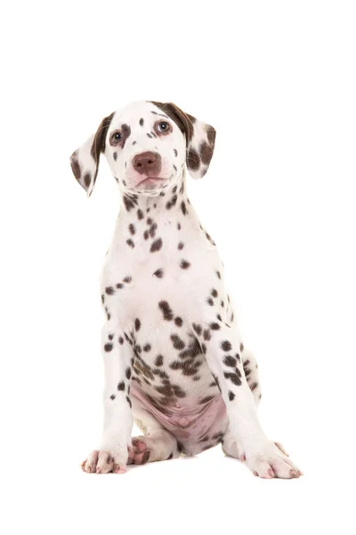Lindo sentado marrón y blanco cachorro dálmata perro mirando hacia arriba aislado sobre un fondo blanco — Foto de Stock