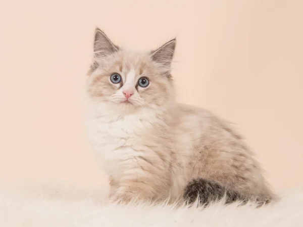 Pretty fluffly rag doll baby cat kitten sitting facing the camera seen from the side on a creme white background — Stock Photo, Image