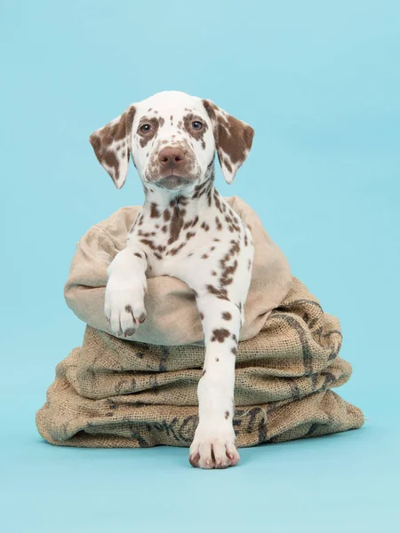 Cachorrinho dalmatian manchado marrom no saco de serapilheira — Fotografia de Stock