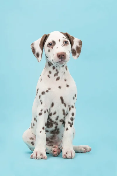 Bonito sentado cão dálmata marrom e branco em um fundo azul de frente para a câmera — Fotografia de Stock