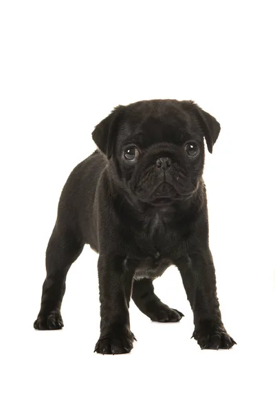 Bonito cachorro pug preto 6 semanas de idade de frente para a câmera isolada em um fundo branco — Fotografia de Stock