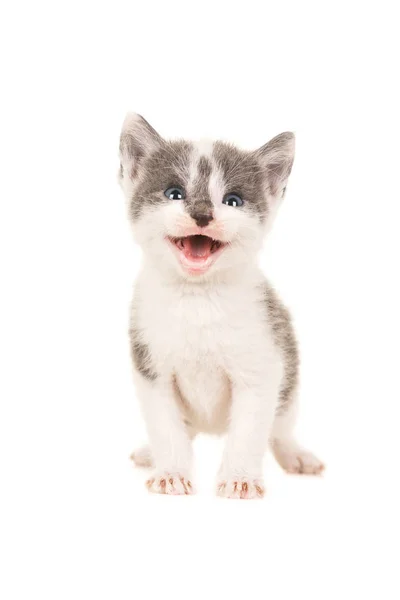 Cute baby szary i biały kot kitten stoi aparat stały i uśmiechnięte usta otwarte na białym tle na białym tle — Zdjęcie stockowe