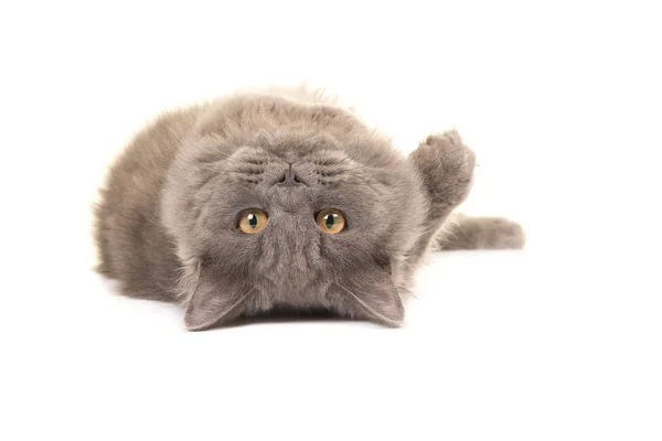 Серый британский длинноволосый кот лежал вверх ногами, играя на изолированном белом фоне. — стоковое фото
