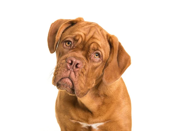 Bordeaux dogue portait on a white background — Stock Photo, Image