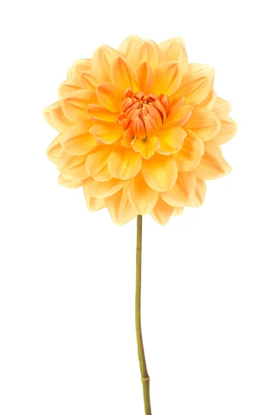 Enkelvoudige bloem bloeien oranje chrysant — Stockfoto