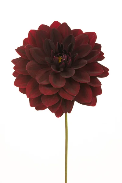 Bourgogne rood bloeiende chrysant — Stockfoto