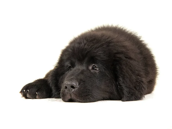 Милий чорний новий щеня-засновник лежить на підлозі — стокове фото
