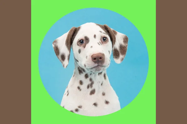Dalmatiner Welpenhund Porträt in rosa und orange — Stockfoto