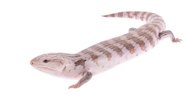 Mavi dilli skink