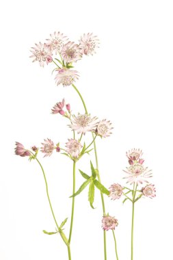 Çiçeklenme büyük masterwort çiçek 