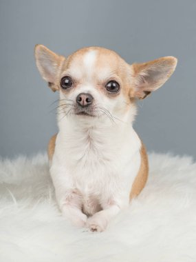 Gri bir arka plan üzerinde şirin kahverengi ve beyaz chihuahua köpek
