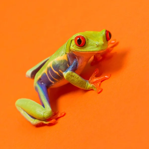 레드 오렌지 배경에 빨간 눈 개구리 눈 — 스톡 사진