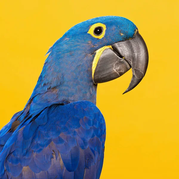 Niebieski Macaw groniasty portret na żółto — Zdjęcie stockowe