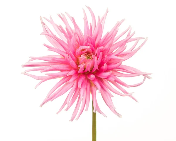 Досить рожева квітуча хризантема — стокове фото