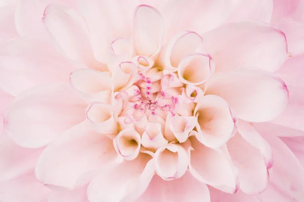 Närbild på en rosa blommande krysantemum blomma — Stockfoto