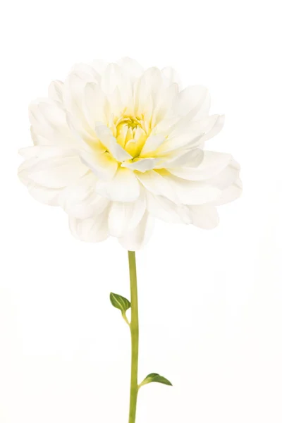 Mooie witte bloei chrysant bloem — Stockfoto