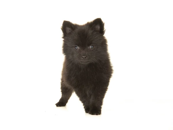 Bonito de pé preto pomeranian cachorro cão isolado — Fotografia de Stock