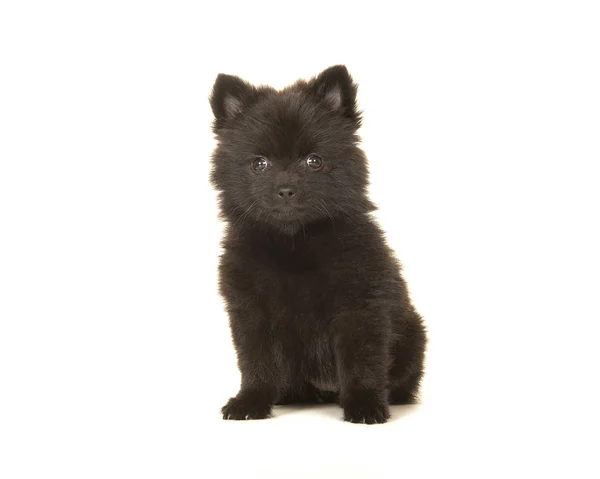 Lindo sentado negro pomeranian cachorro perro —  Fotos de Stock