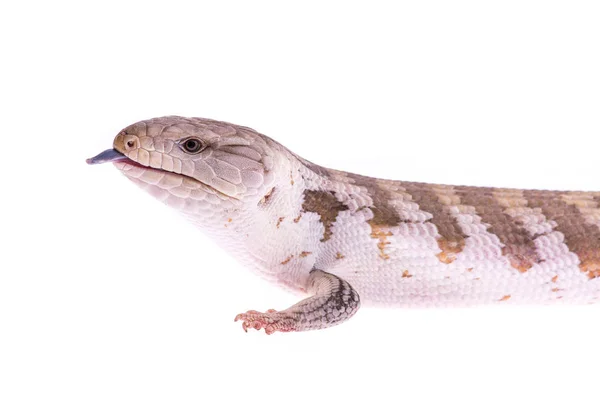 Retrato de un lagarto skink de lengua azul con su lengua sobresaliendo —  Fotos de Stock