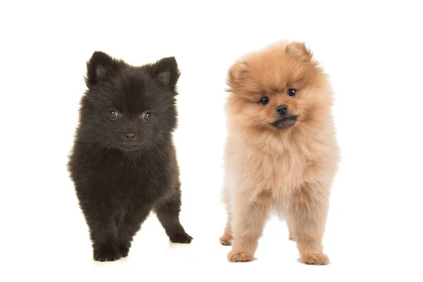 Špicl štěně psi černá a hnědá — Stock fotografie