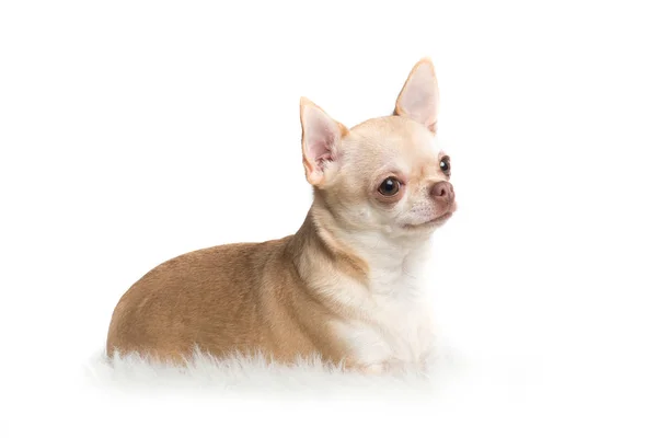 Cão chihuahua adulto bonito deitado em um tapete branco — Fotografia de Stock