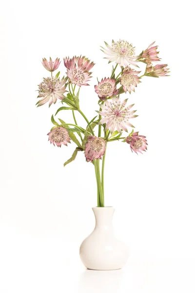 Buquê de grandes flores masterwort em um vaso branco — Fotografia de Stock