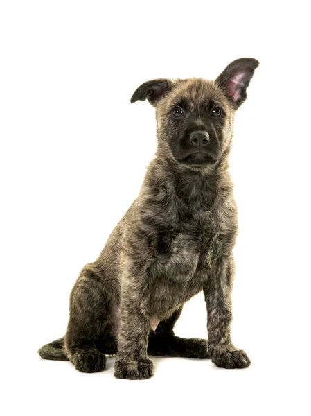 Bonito filhote de cachorro pastor holandês com fio com uma orelha para cima — Fotografia de Stock