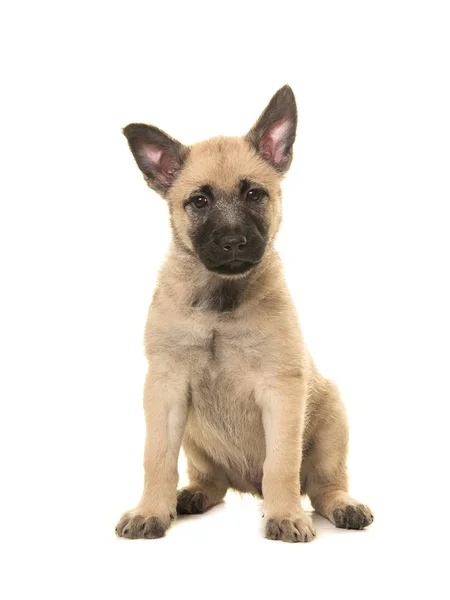 Cute blond dutch shepherd puppy — Stock Photo, Image