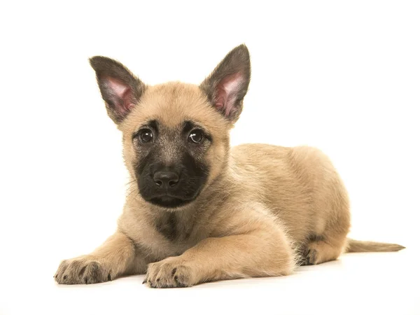 Bonito cachorro pastor holandês loiro deitado — Fotografia de Stock