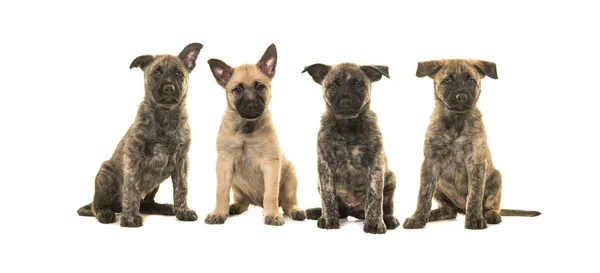 Wurf von vier holländischen Schäferhunden — Stockfoto